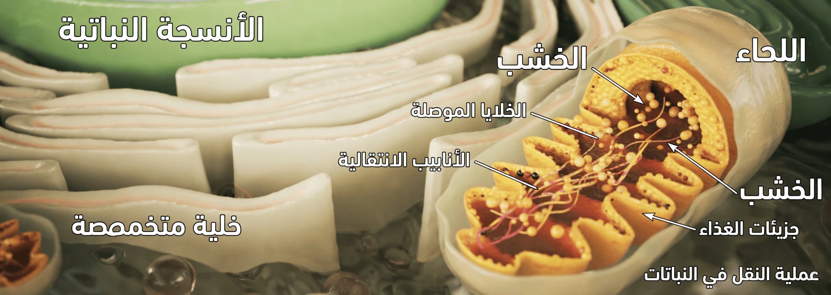 أكبر طبيب سنًا في اليابان يكشف: الفيتامين الأول الذي يتم تجاهله لدعم راحة المفاصل لدى كبار السن