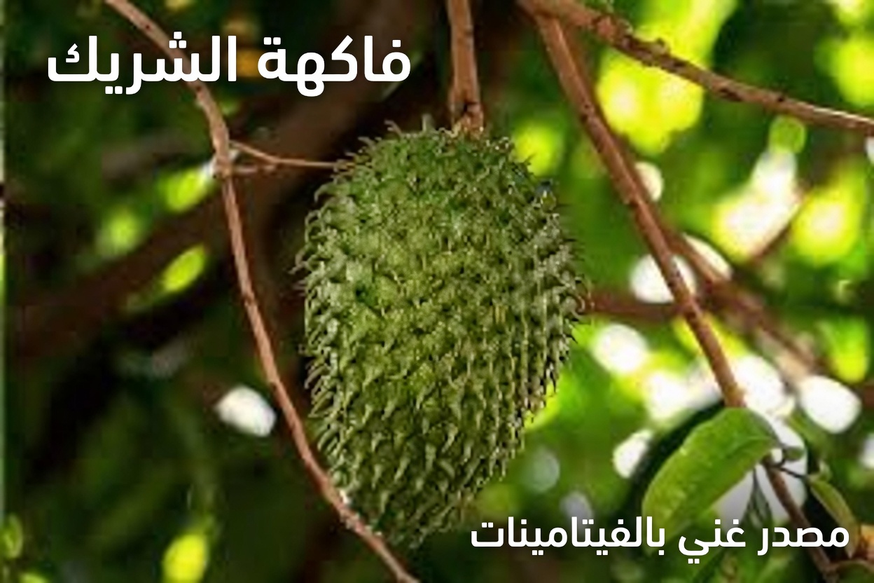 هل يمكن أن يدعم القشطة الشائكة (الجرافيولا) صحة البروستاتا؟ استكشاف مضادات الأكسدة والفوائد المحتملة