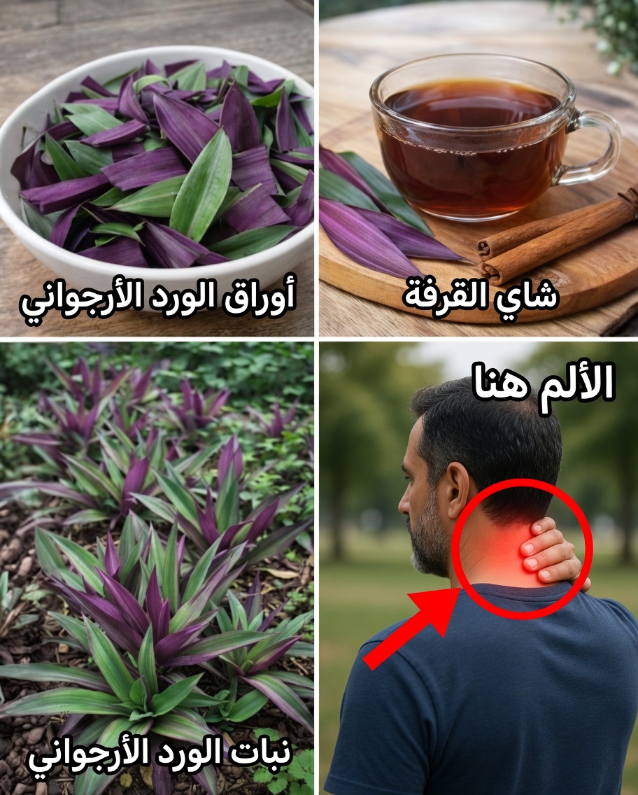 نبات الماغوي الأرجواني: دليل تقليدي لدعم صحة الجهاز البولي والتمثيل الغذائي والدورة الدموية الطبيعية