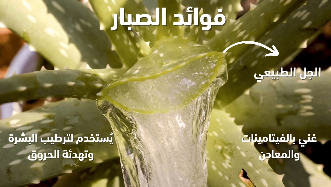 تبدو الجدة في الخامسة والستين كأنها في الخامسة والثلاثين—حتى شعرها يبقى داكنًا: استكشاف الألوفيرا الطبيعية وعلاجات المطبخ للعناية بالبشرة والشعر (دليل صادق ووصفات)