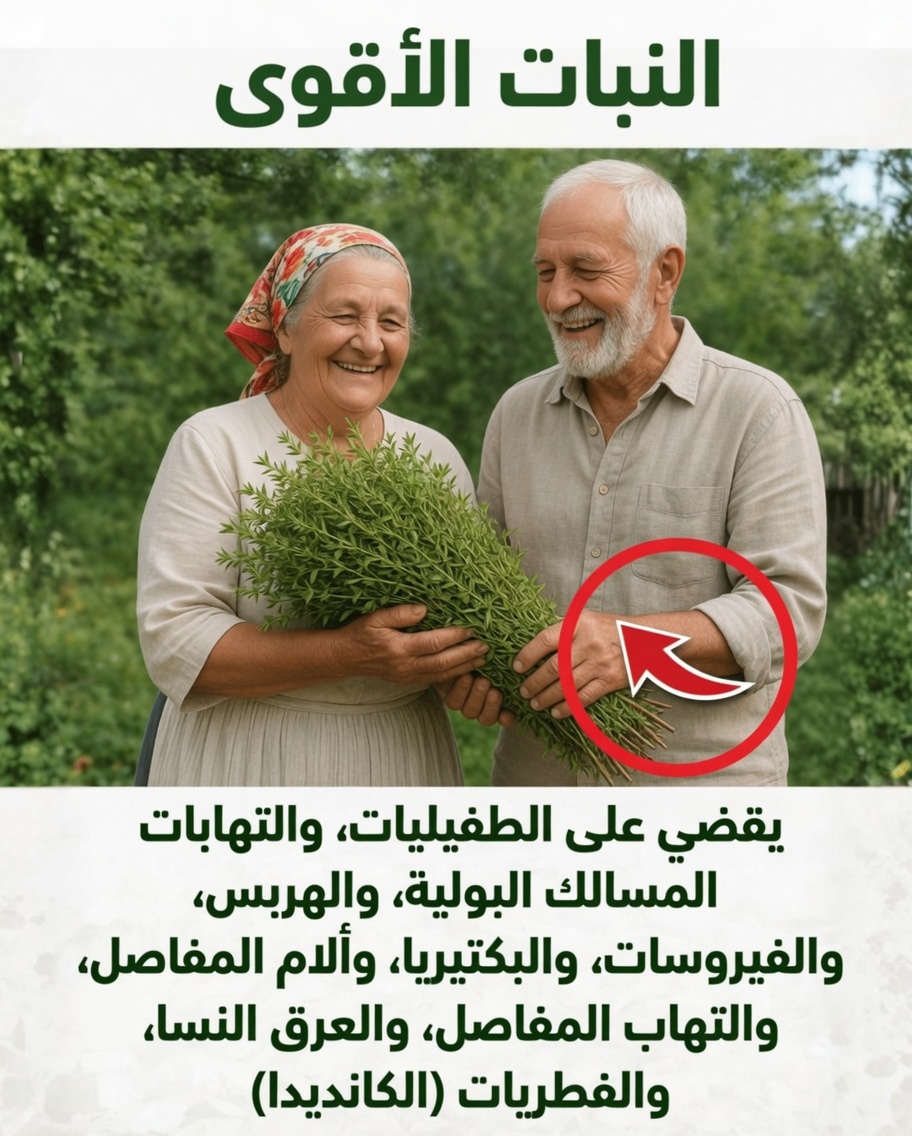 اكتشف فوائد الزعتر اليومية: العشبة العطرية من الطبيعة لدعم العافية