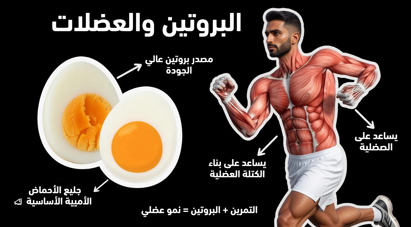 ماذا يحدث لجسمك عندما تأكل بيضتين مسلوقتين كل صباح؟