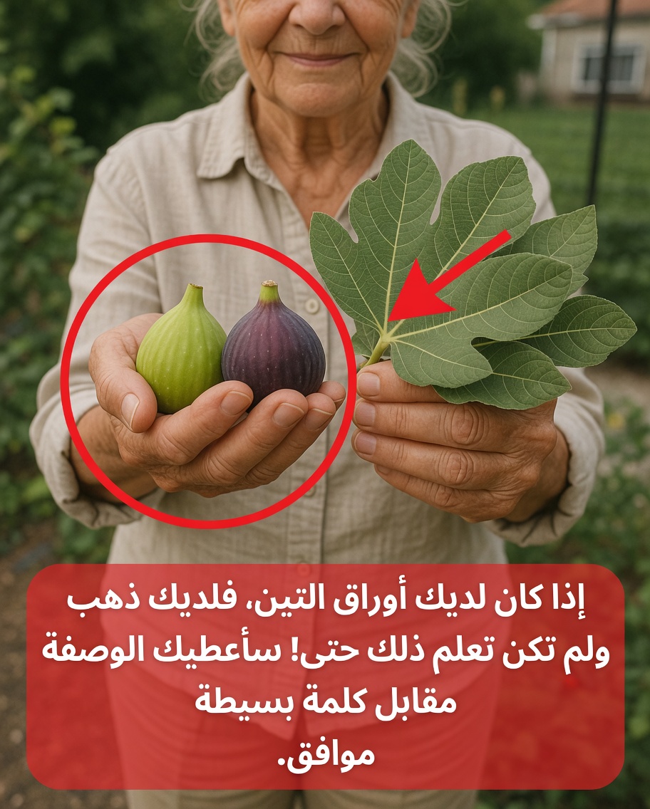 الفوائد الصحية المفاجئة لأوراق التين: ماذا يقول العلم عن هذا الجزء النباتي المُهمَل