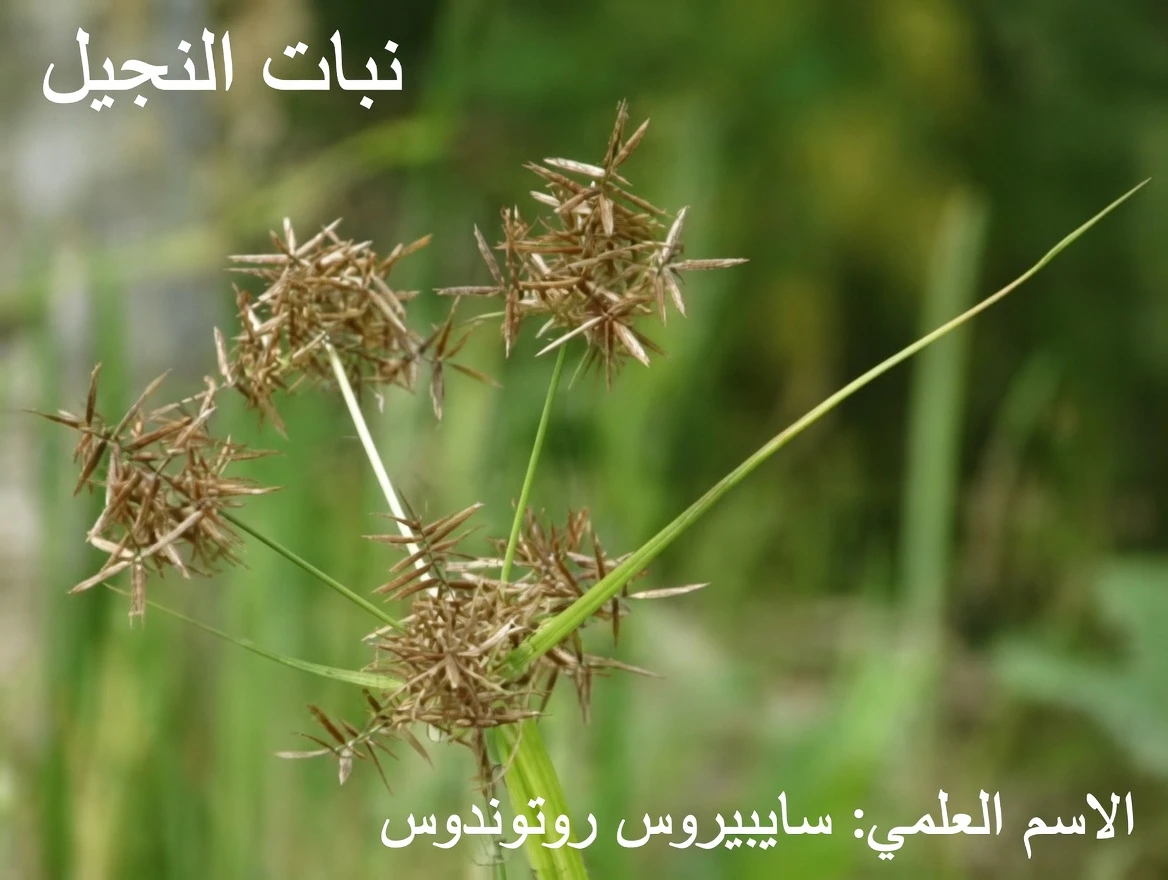 اكتشاف الإمكانات الخفية للسعد (Cyperus rotundus): ما تكشفه الحكمة القديمة والأبحاث الحديثة
