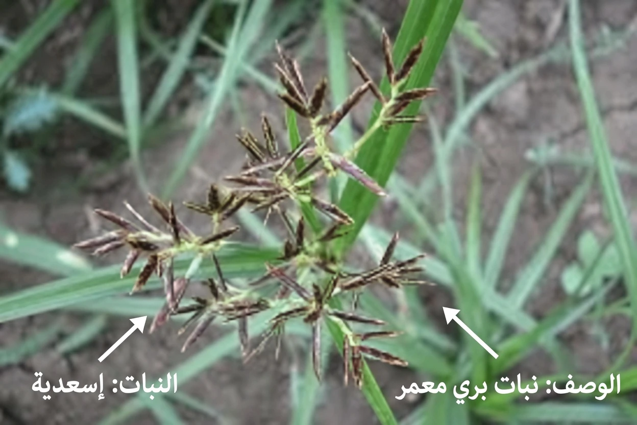 اكتشاف الإمكانات الخفية للسعد (Cyperus rotundus): ما تكشفه الحكمة القديمة والأبحاث الحديثة