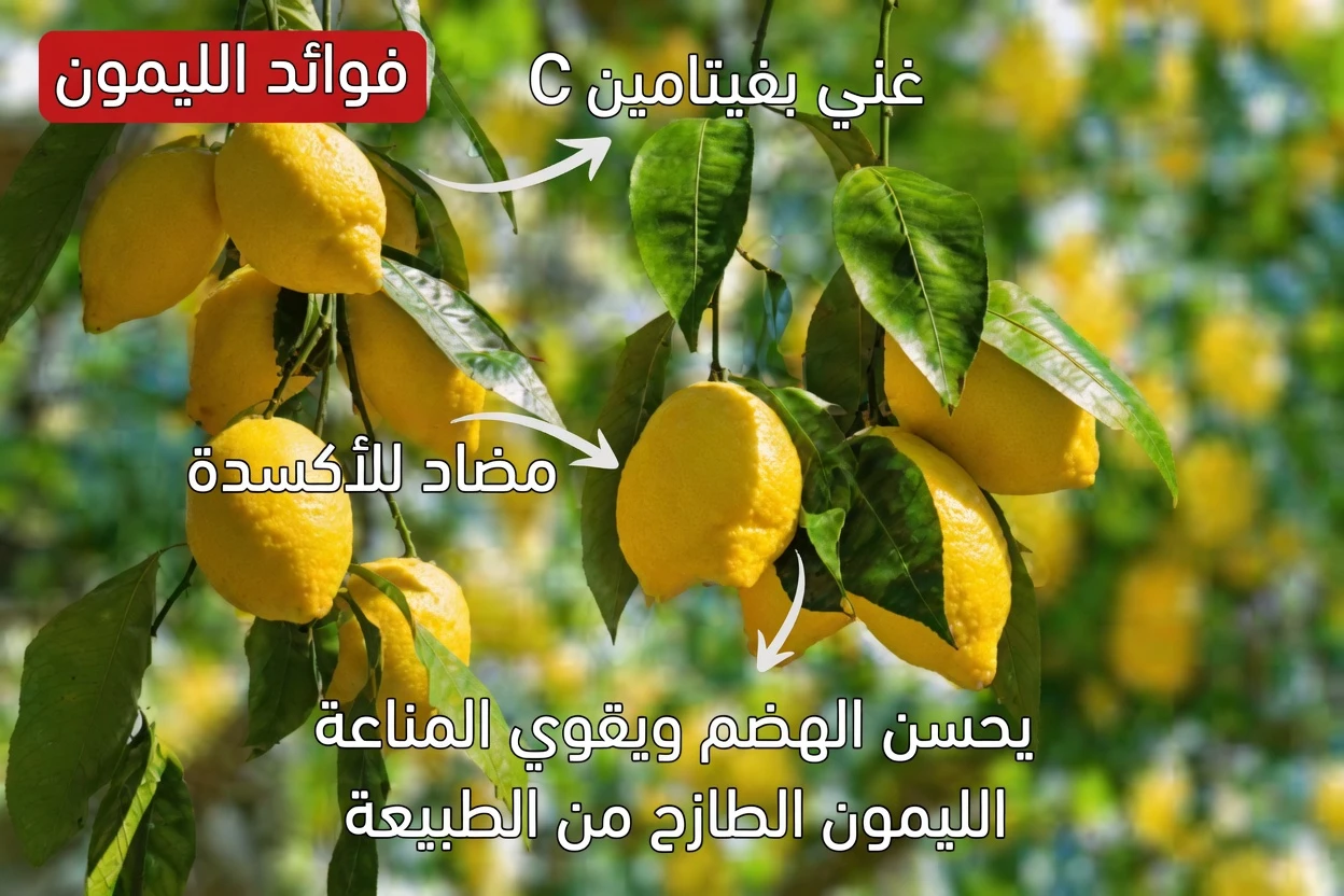 روتين الدكتور نورمان ووكر اليومي للعصائر: 7 أطعمة طازجة اعتمد عليها للحيوية حتى سن 99