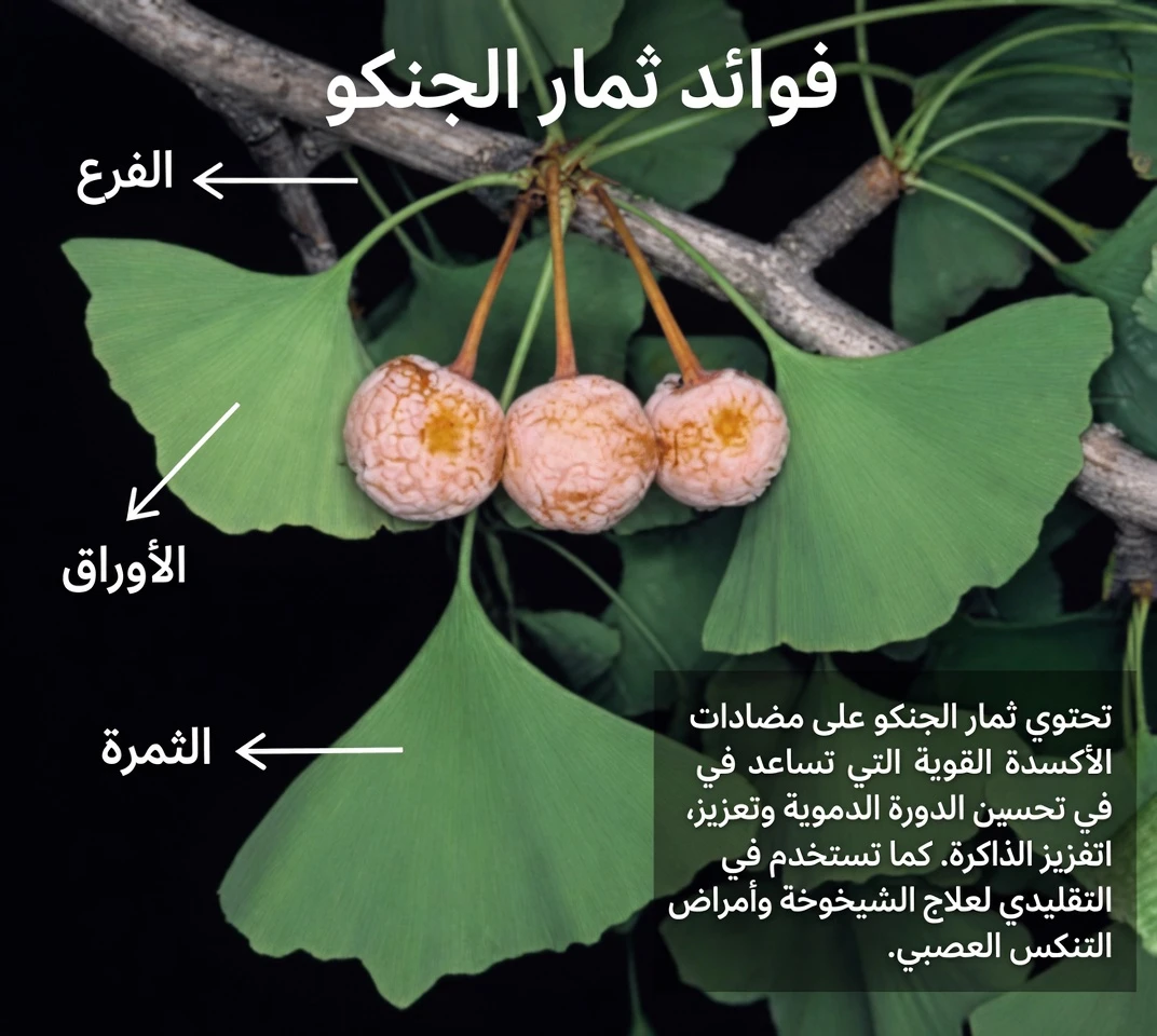 6 أعشاب قوية قد تساعد في دعم الدورة الدموية الصحية بشكل طبيعي